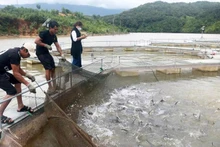 L'aquaculture joue un rôle important dans l'économie, car elle est actuellement confrontée à des défis majeurs de changement climatique et de dégradation de l'environnement. Photo: vneconomy.vn