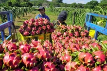 Les fruits du dragon du Vietnam sont bien exportés en Chine. Photo : kinhtedothi