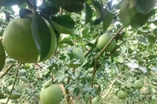 Les pamplemousses à peau verte à Tiên Giang sont cultivés aux normes de bonnes pratiques agricoles nationales VietGap. Photo : CVN/VNA.