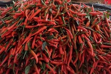 Les exportations du piment ont atteint 8 296 tonnes de piment en 8 mois. Photo : congthuong.vn