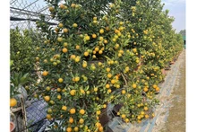 Le prix de kumquats cette année devrait, selon de nombreux jardiniers, augmenter de 20 à 40 %. Photo: VOV