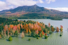 La forêt de liquidambars à Quang Tri. Photo : vietnamnet.vn