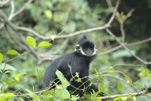 Un langur de Ha Tinh (Trachypithecus hatinhensis). Photo : baoquangbinh.vn