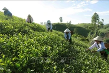 Le district de Tân Son possède la plus grande zone de culture de thé de la province de Phu Tho. Photo d’illustration: VNA