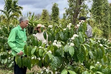 La culture du café, un métier a créé l'identité culturelle des habitants de Dak Lak au fil des générations. Photo : VOV.
