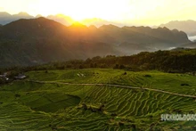 Des rizières à Pu Luong. Photo : suckhoedoisong.vn