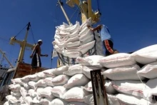  En 2024, les exportations de riz du Vietnam vers les Philippines ont atteint 2,6 milliards de dollars. Photo : plo.vn 