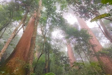 Le Cunninghamia konishii vieux de plus de 2 000 ans. Photo : tienphong.vn
