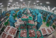 Les exportations de pangasius retrouvent des couleurs en rapportant 725 millions de dollars au cours des cinq premiers mois. Photo : VNA.