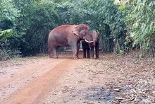 Des éléphants d'Asie dans la zone de conservation des éléphants de Quang Nam. Photo : Zone de conservation des éléphants de Quang Nam.