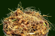 Le ginseng Ngoc Linh. Photo : VNA.