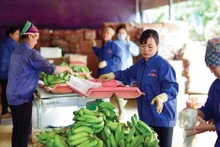 L’an dernier, le secteur agricole vietnamien a enregistré près de 63 milliards de dollars d’exportations. Photo : Baodautu.vn