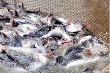 Les exportation de produits de mer vers le marché britannique affichent une augmentation à deux chiffres. Photo : congthuong.vn