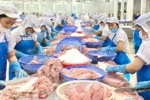 Le Brésil reste le principal marché unique consommant massivement les produits de pangasius en provenance du Vietnam, en particulier les filets de pangasius surgelés. Photo : nhandan.vn