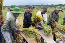 Les habitants angolais et Team Africa récoltent le riz et tiennent dans leurs mains les fruits qu'ils avaient semés. Photo : baoquocte.vn