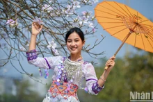 La beauté des filles du nord-ouest à côté des fleurs de bauhinie de Diên Biên. Photo: Nhandan.vn