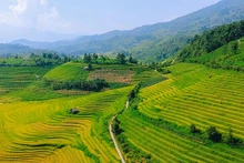 Des belles rizières en terrasse à Nâm Cang. Photo: plo.vn