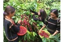Actuellement, la demande mondiale de café Robusta vietnamien est très grande. Photo : congthuong.vn
