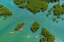 Forêt de mangroves de la baie de Nha Trang, province de Khanh Hoa, vue d'en haut. Photo : VNA.