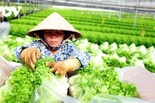 Le Vietnam accorde une grande importance à l'exportation légale de produits agricoles vers les marchés clés. Photo : VOV.