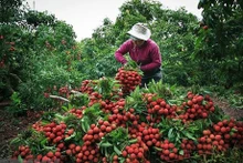 Récolte du litchi au district de Luc Ngan (province de Bac Giang). Photo : VNA.