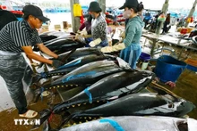 Les exportations de thon devraient atteindre un milliard de dollars cette année. Photo: VNA.
