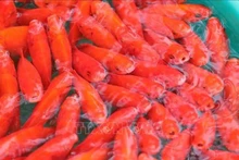 Les carpes rouges qui servent à Táo Quân de véhicule pour monter au ciel. Photo : VNA. 