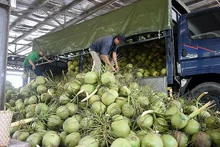 Les exportations des noix de coco fraîches créent une nouvelle opportunité pour le secteur économique clé de la province de Bên Tre. Photo : congthuong.vn