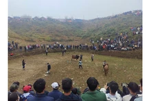Un grand nombre de touristes arrivent dans la zone où se déroule le combat des boeufs de Mù La. Photo : baobackan.com.vn 