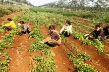 Un jardin de culture de ginseng atteignant les normes GACP-WHO dans la commune de Chu Pong, Chu Sê (Gia Lai). Photo : NDEL.