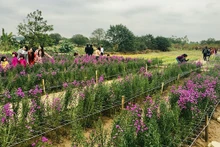 Le marché du tourisme pendant le Têt traditionnel du Chat 2023 devrait être beaucoup plus animé avec un taux de croissance d’environ 30 à 40 % par rapport à la même période de 2022. Photo: NDEL