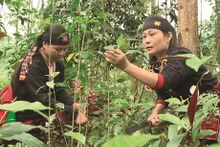 Deux femmes de l’ethnie Dao récoltent des herbes médicinales.Photo : CTV/CVN.