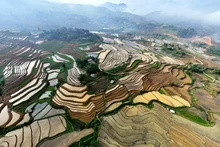 Les rizières en terrasses de Lai Châu. Photo : nhandan.vn