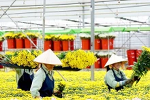 Photo : Dalat Hasfarm.