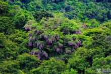 Des fleurs de millettia ichthyochtona à la péninsule de Son Trà. Photo : nhandan.vn