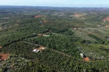 La province compte actuellement 142 059 hectares de caféiers. Photo : congthong.vn
