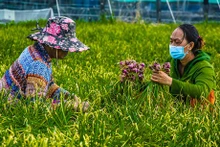 Récolte d’oignons rouges dans le district de Vinh Châu, province de Soc Trang. Photo : doanhnghieptiepthi.vn