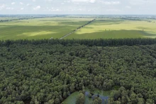 Le parc national de Tràm Chim. Photo : thesaigontimes.vn