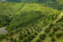 La province de Diên Biên a actuellement développé 10 700 ha de macadamia. Photo : VOV.