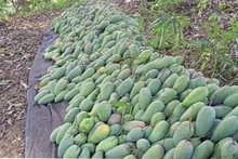 La production de mangues de cette année est estimée à près de 5 500 tonnes. Photo : VOV.