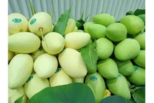 Le Vietnam est le 3e plus grand marché fournisseur de mangues pour la République de Corée. Photo : congthuong.vn