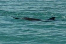 Un banc de plusieurs dizaines de dauphins près de la zone de Hon Dung, à environ 10 km de la côte de Nha Trang. Photo : lifestyle.znews.vn