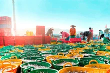 Le Premier ministre vient de publier la décision N°76/QD-TTg approuvant le Programme national de protection et de développement des ressources aquatiques jusqu'en 2030. Photo : baodautu.vn