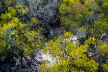 La mangrove de Rú Chá est la plus belle vers septembre chaque année. Photo : VOV.