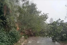 Le gouvernement vietnamien mobilisé face aux risques de catastrophes naturelles dans le Nord. Photo : VNA. 