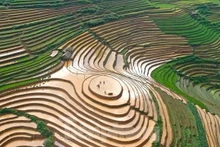 Les rizières nouvellement plantées sont vertes, entrelacés de lits de terre brune scintillant d'eau. Photo: tienphong.vn