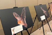 Les photos des espèces de chauves-souris exposées lors de la conférence. Photo : nhandan.vn