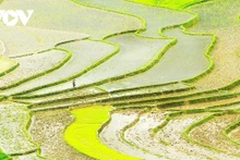 Mu Cang Chai : la magie des rizières en terrasses sous les eaux de mai