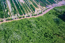 Développement durable de l’économie forestière. Photo : VGP.