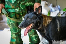 Les secouristes vietnamiens et leurs chiens détecteurs à la recherche des victimes du séisme au Myanmar